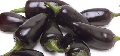 Paprika Jalapeno purple - Obrázok č. 1