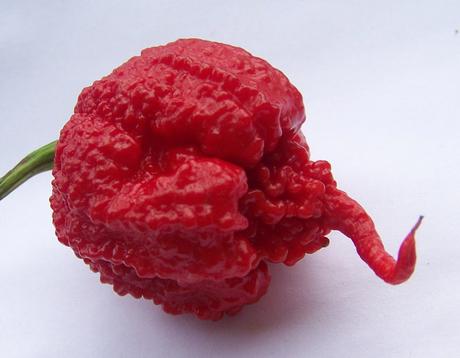 Paprika Carolina reaper - Obrázok č. 1