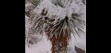 Yucca rostrata (semená) - Obrázok č. 1