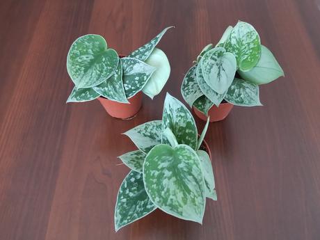 Scindapsus pictus "Silvery Ann" - Obrázok č. 1