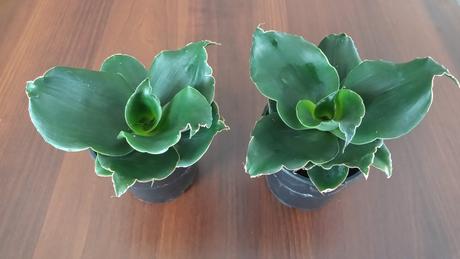 Sansevieria "Star Rose" - Obrázok č. 1