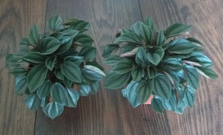 Peperomia caperata "Napoli Nights" - Obrázok č. 1