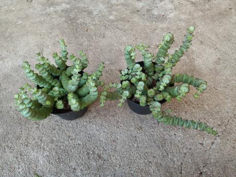 Crassula marnieriana - Obrázok č. 1