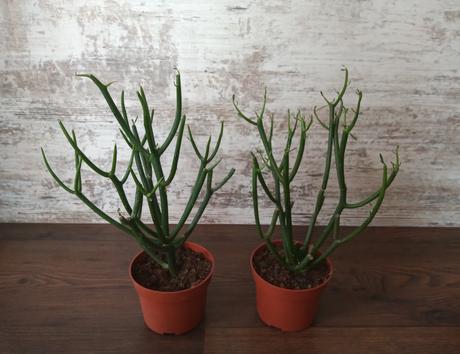 Euphorbia tirucalii - Obrázok č. 1