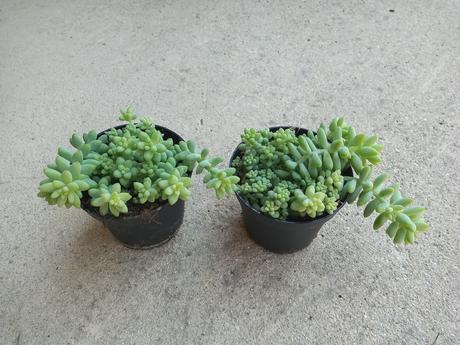 Sedum buritto - menšie - Obrázok č. 1