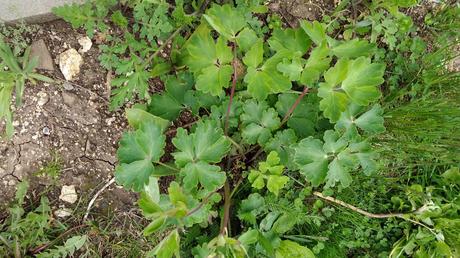 orlíček - Obrázok č. 1