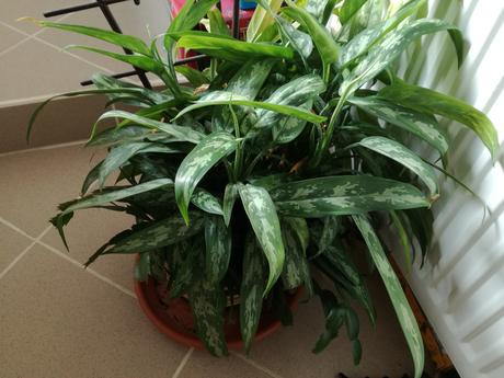 Anglaonema Maria - Obrázok č. 1