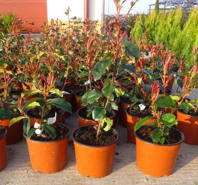 Photinia fraseri Camilvy (Červienka fraserova Camilvy) - Obrázok č. 1