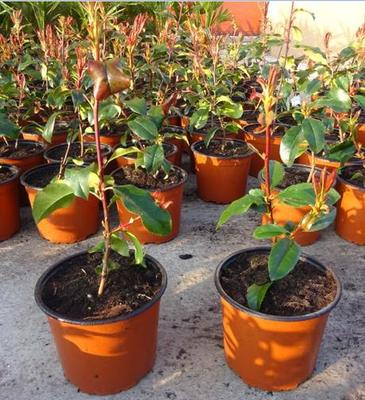 Photinia fraseri Red Robin (Červienka fraserova Red Robin) - Obrázok č. 1