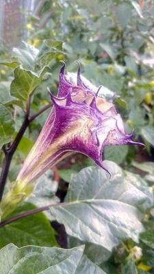 Datura krizenec  - Obrázok č. 1