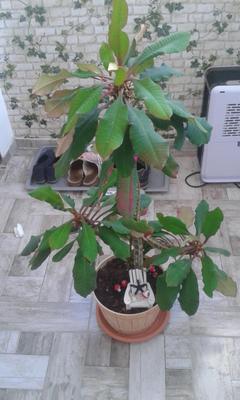 Euphorbia leuconeura - Obrázok č. 1