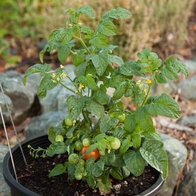 Balkónová paradajka Tiny tim - Obrázok č. 1