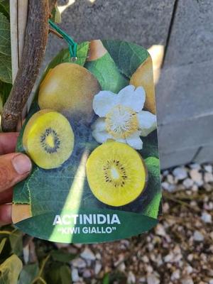 predám semienka kiwi - Obrázok č. 1