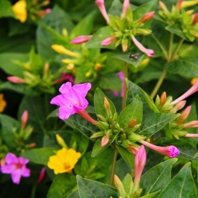 Nocovka / Nočná pani (Mirabilis jalapa) - balenie 20 semien - Obrázok č. 1