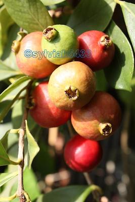 psidium cattleianum - jahodový stromček - Obrázok č. 1