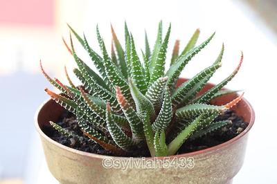 sukulent haworthia - Obrázok č. 1