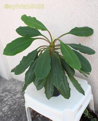 sukulent euphorbia  - prýštec - Obrázok č. 1