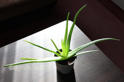aloe vera - Obrázok č. 1
