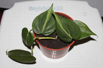 philodendron brasil - Obrázok č. 1