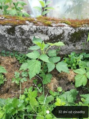 Malina Delniwa - 92 dní úroda od výsadby, Rubus idaeus 10 - 20 cm kontajner 1l - Obrázok č. 1