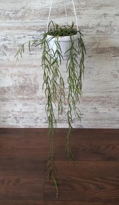 Hoya linearis - Obrázok č. 1