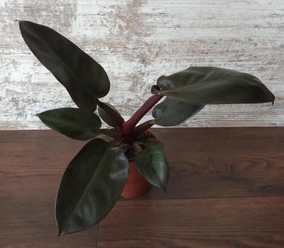 Philodendron "Black Cardinal" - Obrázok č. 1