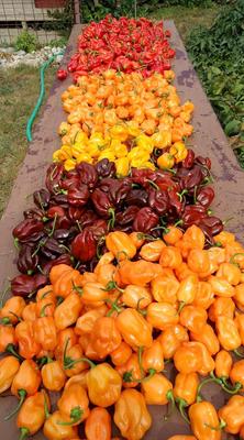 Predavame HABANERO chilli papričky čerstvé - Obrázok č. 1