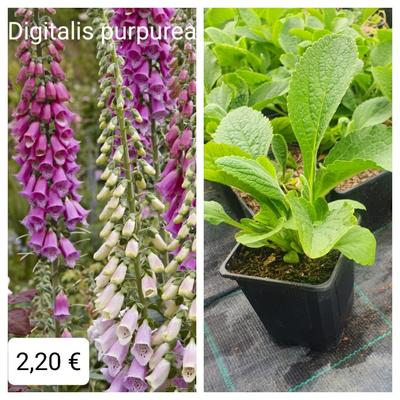 Náprsnik - Digitalis purpurea - Obrázok č. 1
