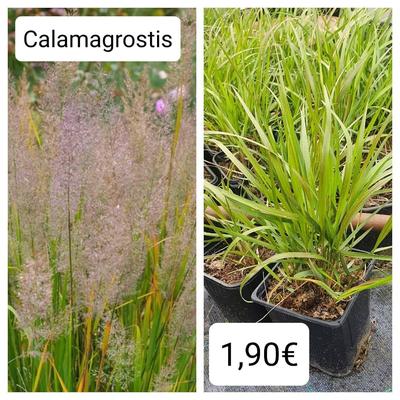Calamagrostis - okrasná tráva - Obrázok č. 1