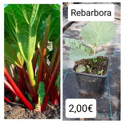 Rebarbora "Victoria" - Obrázok č. 1