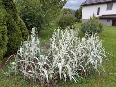 arundo donax - Obrázok č. 1