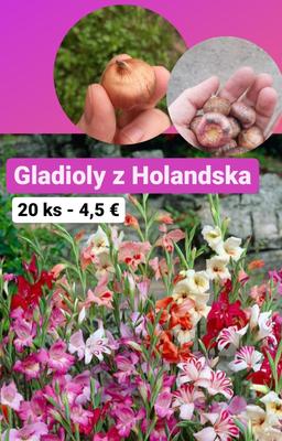 Gladioly: hľuzy z Holandska - Obrázok č. 1