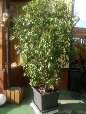 Ficus Benjamin 2,4m - Obrázok č. 1