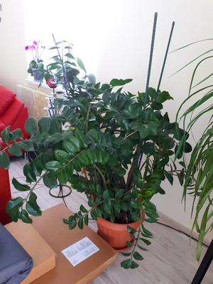 zamioculcas - Obrázok č. 1