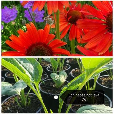 Echinacea - extra kultivary, viac druhov - Obrázok č. 1