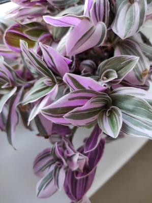 Tradescantia fluminensis Vell - Obrázok č. 1