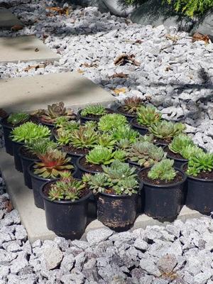 🌱SKALNÉ RUŽE - SEMPERVIVUM🌱 - Obrázok č. 1