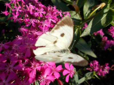 Silene armeria - Obrázok č. 1