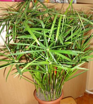 Šachor striedavolistý (Cyperus) - Obrázok č. 1