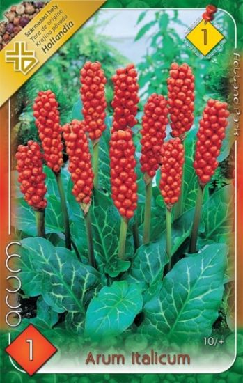 Arum italicum - Obrázok č. 1