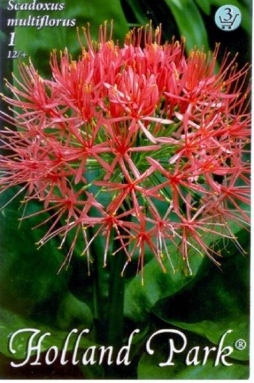 Scadoxus multiflorum (Krvokvet) - Obrázok č. 1