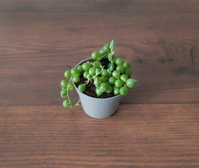 Senecio rowleyanus - Obrázok č. 1
