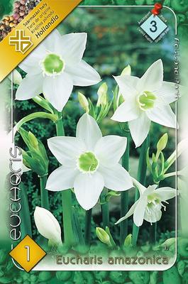 Eucharis amazonica - Obrázok č. 1
