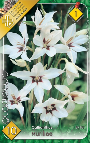 Gladiolus Callianthus "Muriliae - Obrázok č. 1