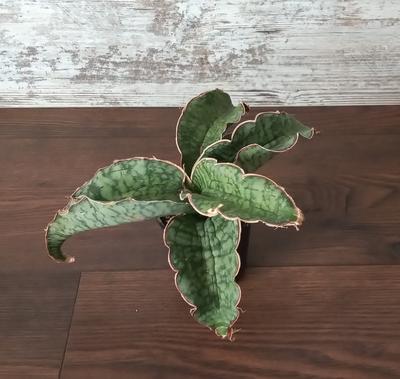 "Sansevieria "Star Green Granite" - Obrázok č. 1