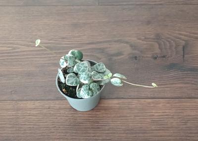 Ceropegia woodii "Variegata" - Obrázok č. 1