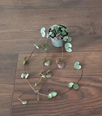 Ceropegia woodii ssp. woodii (Lampášik) - Obrázok č. 1