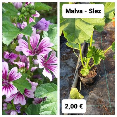 Slez - Malva - Obrázok č. 1