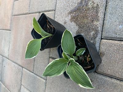 hosta rôzne druhy - Obrázok č. 1
