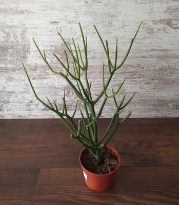 Euphorbia tirucalii - Obrázok č. 1